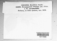 Uromyces viciae-fabae image
